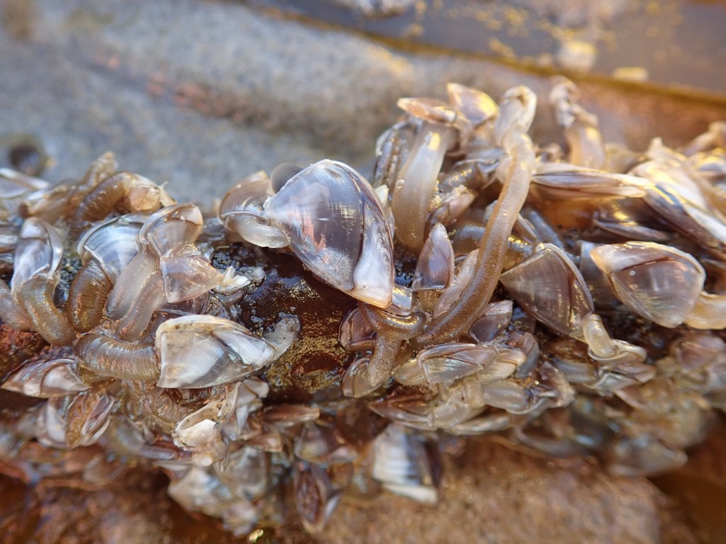 A drift Nereocystis stipe encrusted with pelagic gooseneck barnacles Lepas (Lepas) pacifica.