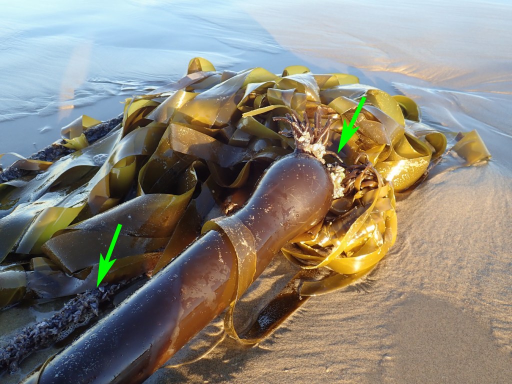 Fairly fresh drift bull kelp with the bulb and blades and stipe. Barnacles at the base of the blades and on the stipe.