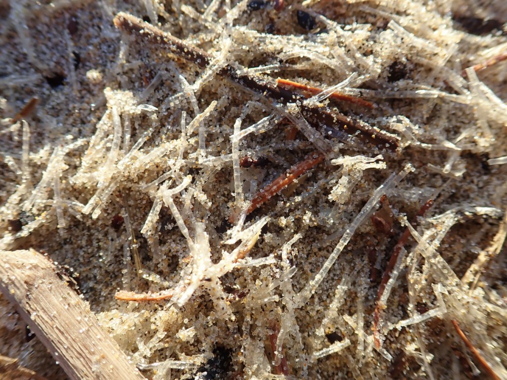 A mass of drifted worm casings, maybe those of the glassy tubeworm Spiochaetopterus costarum, but I'm not sure.