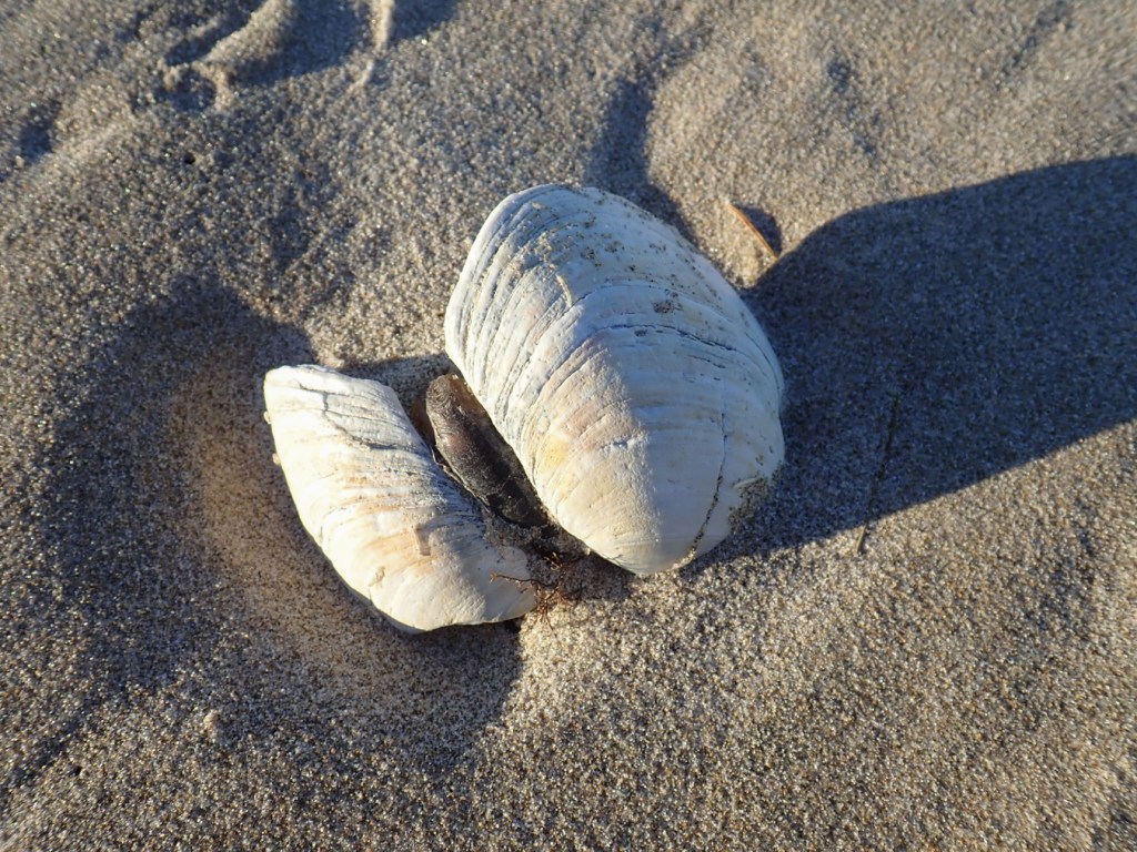 Large bleached clam shell, both valves, resting on the sand.