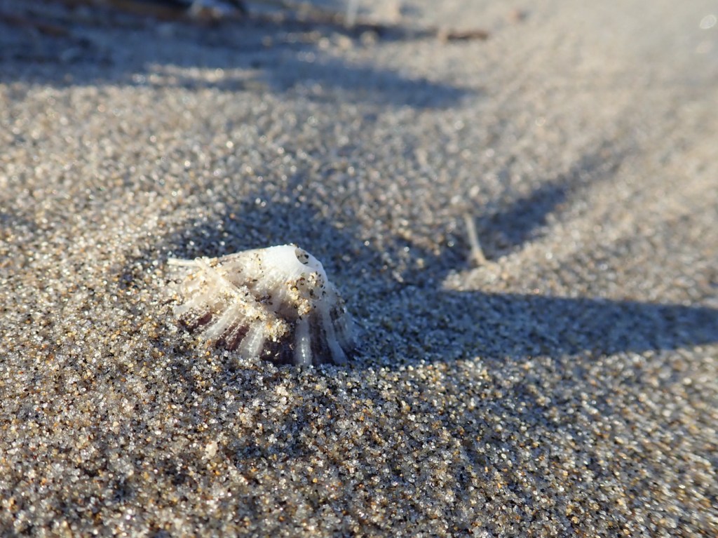 An empty and drifted rough keyhole limpet shell cast a shadow on the sand.
