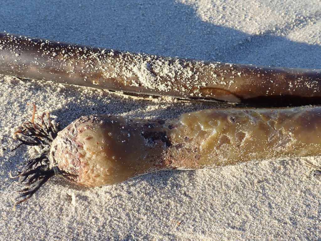 Decaying bull kelp provides shelter and food for beach-dwelling crustaceans 