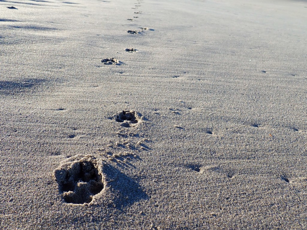 Coyote tracks in the sand lead off to the south.