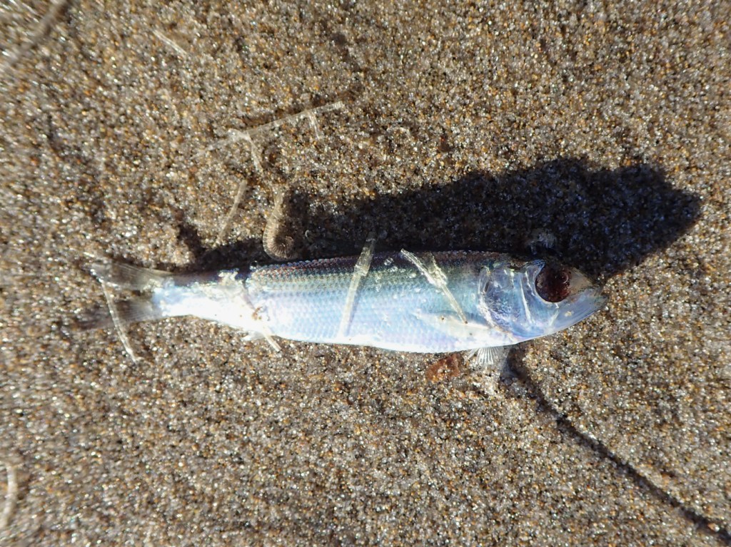 A small beachcast fish, maybe a Pacific herring, rests on the sand.  