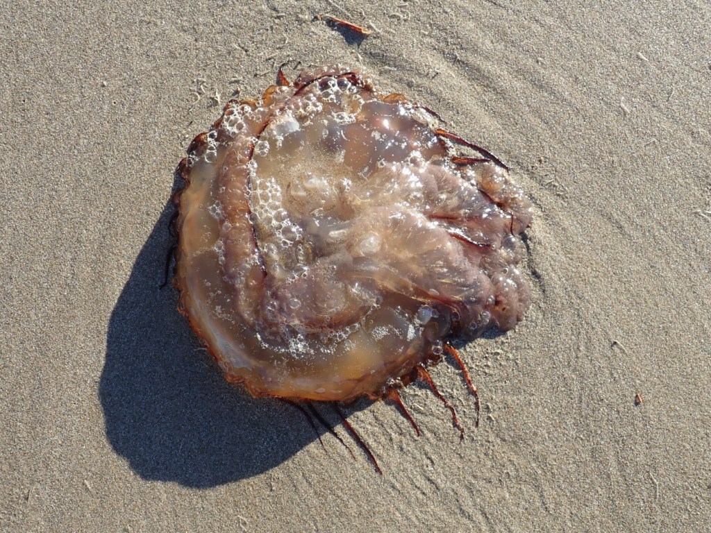 A stranded jellyfish on the sand (more or less upside-down).