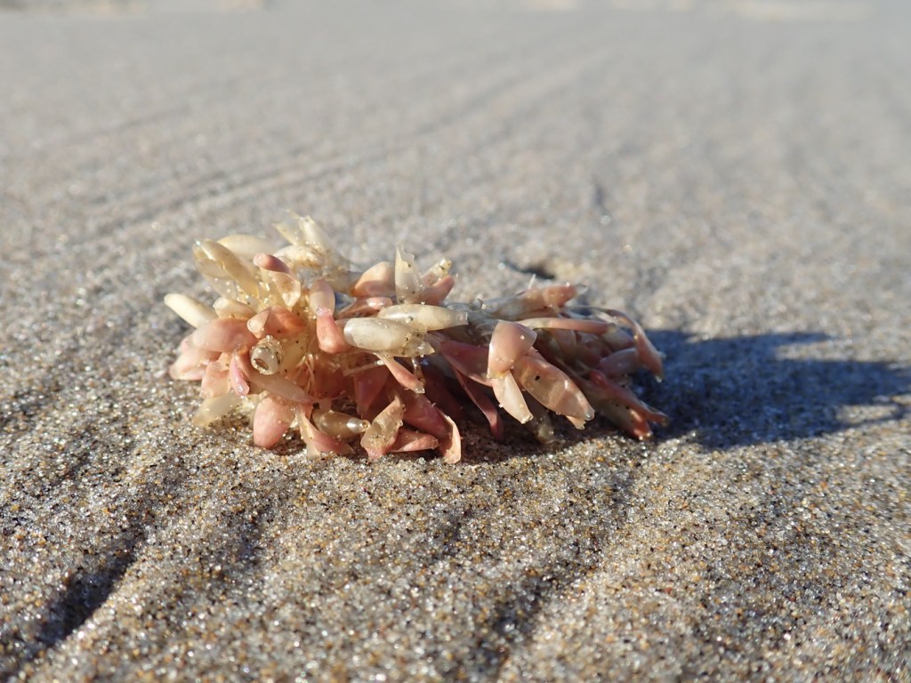A cluster of drifted snail egg cases rests on the sand.
