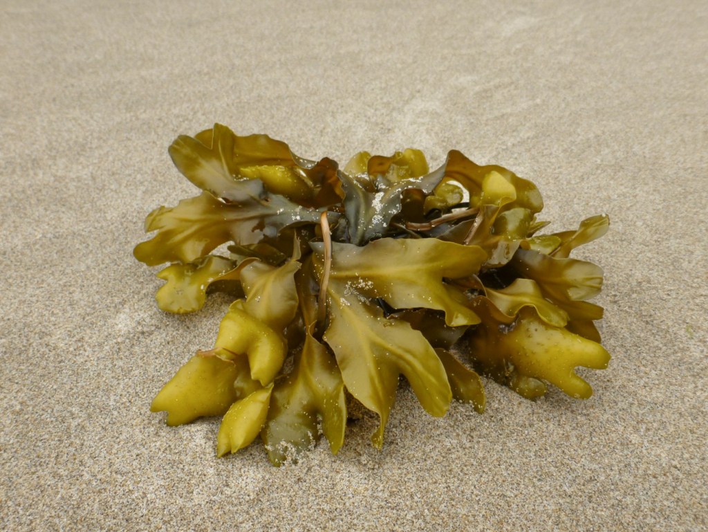 Closeup on a small clump of drift Fucus resting on the sand.