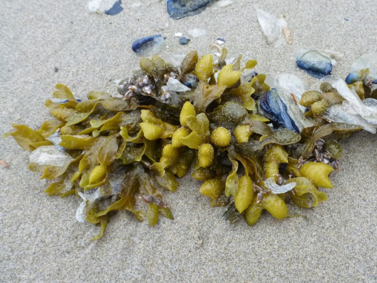 A clump of drift Fucus and some by-the-wind-sailors Velella velella rest on the sand.