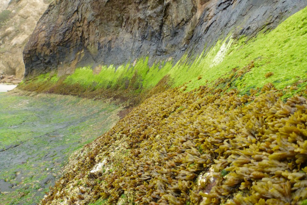 A band of Fucus between two bands of green on a rock wall.