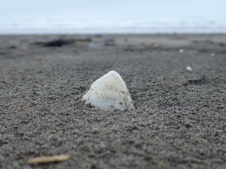 An empty cone-shaped limpet rests on beach sand. Surf zone in the background. 