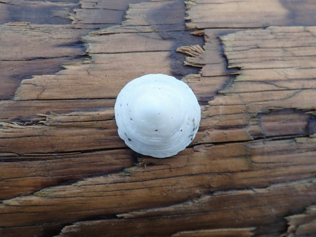 Looking straight down on an empty limpet shell with a round base resting on a drift log.