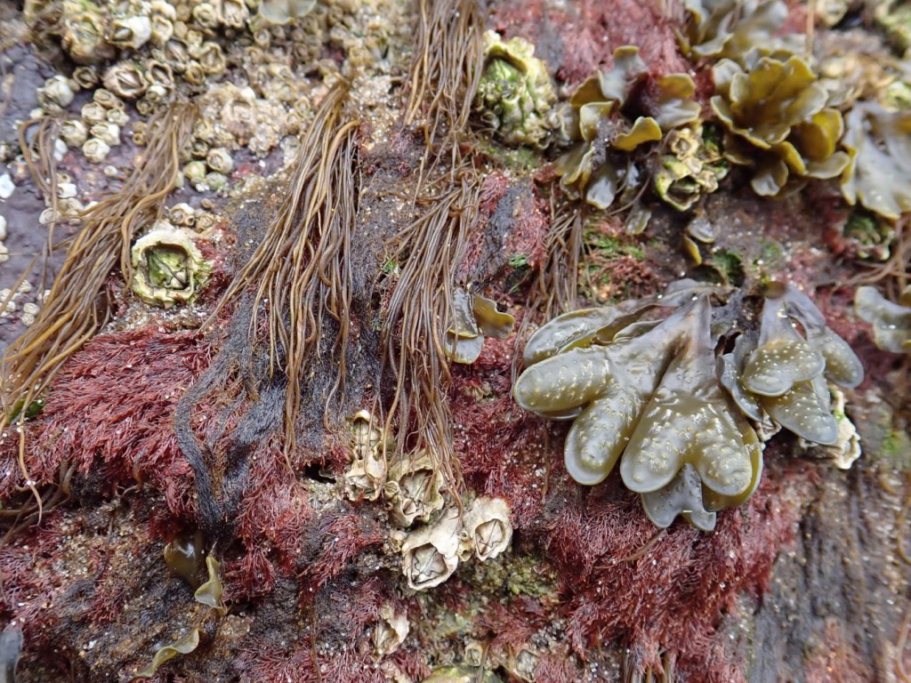 Fucus in a diverse mid- to high intertidal community.
