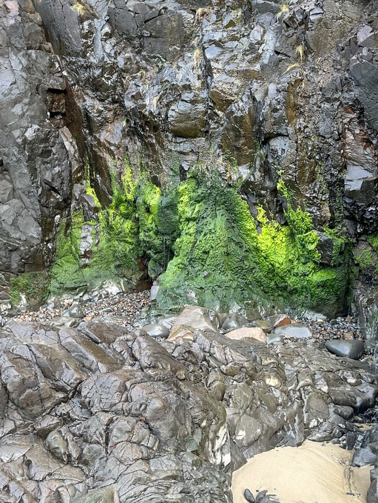 A cascade of Ulva intestinalis at a seep at the base of a vertical rock wall. 