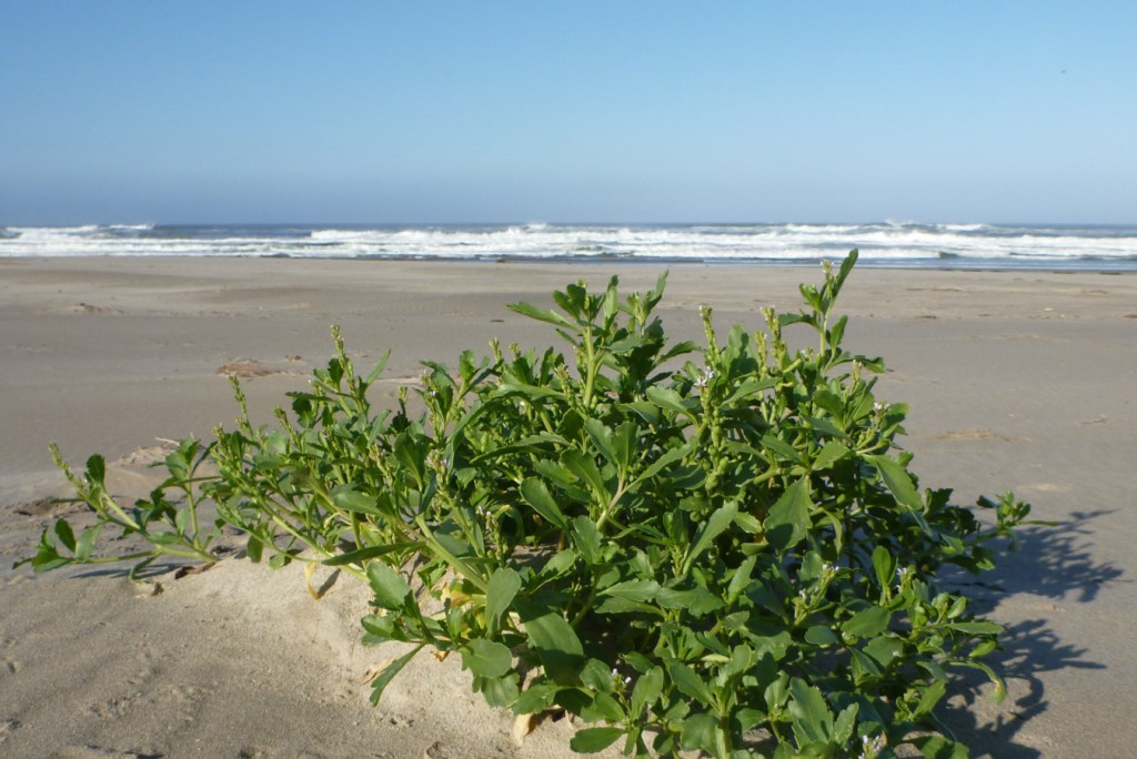 A patch of sea rocket alone on the backshore. Beach and surf zone in the distance. Clear sky.