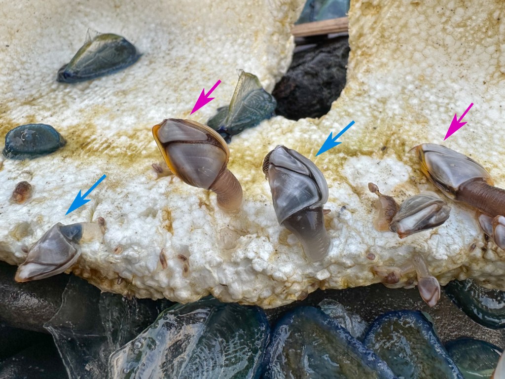 Goose barnacles Lepas on a styrofoam fragment. It's not clear if the variation indicated by arrows is meaningful.