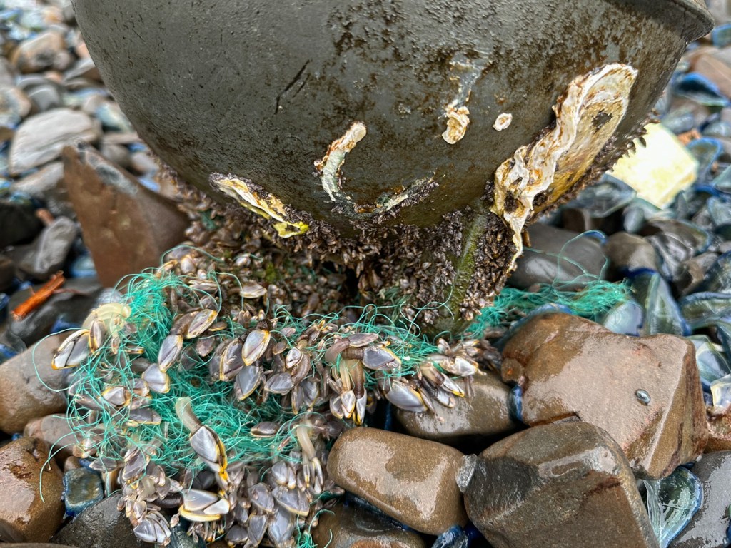 Commercial buoy hosts oyster shell fragments, green mono netting, and lots of Lepas. 