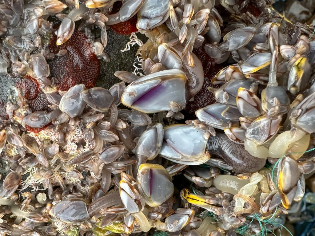 Lots of goose barnacles Lepas encrust the surface of a commercial buoy.