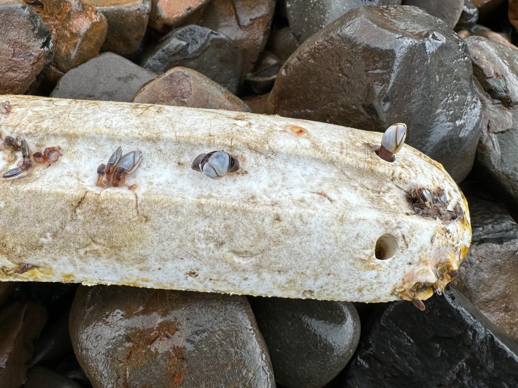 A few small goose barnacles Lepas attached to the holes in a styrofoam net float (I think) resting on the cobbles.