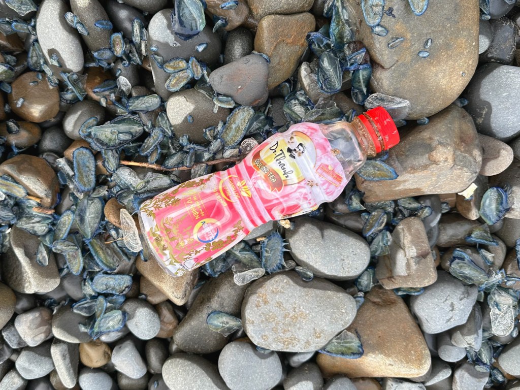 Empty plastic bottle rests on the cobbles.