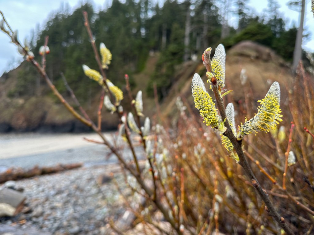 Leafless willow branches, but the catkins are popping. Cobbles, beach, and a forested headland in the distance.