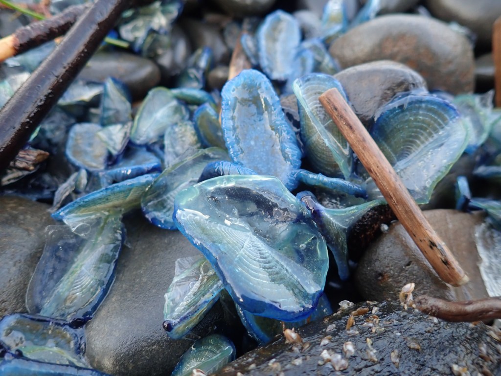 Semi-closeup of a few Velella velella in the cobbles. 