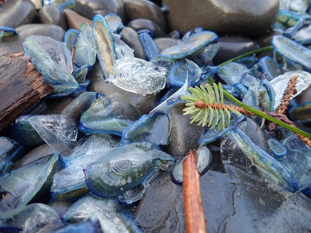 Twenty to 30 Velella velella in the cobbles. A spruce branchlet tip photobombs.