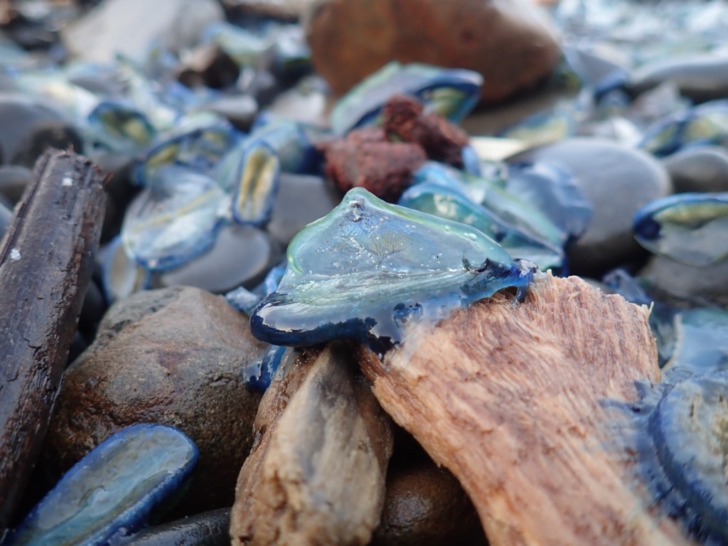 Semi-closeup on a single upright Velella velella perched on a small piece of driftwood in the cobbles. Other Velella in the background. 