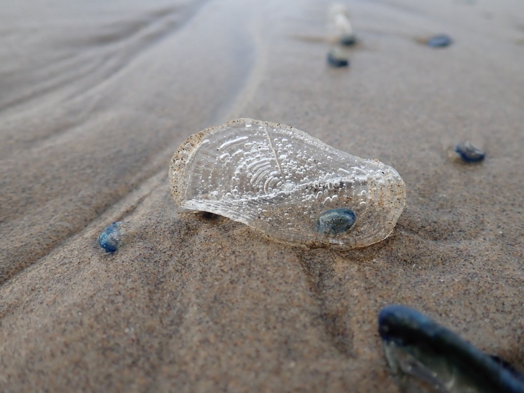 Closeup on a cellophane-like Velella velella skeleton resting on the sand.