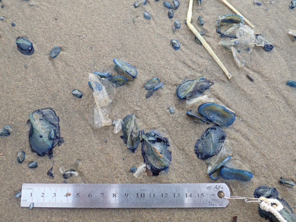 Velella velella in a variety of sizes beached on wet sand. 15 cm ruler for scale.