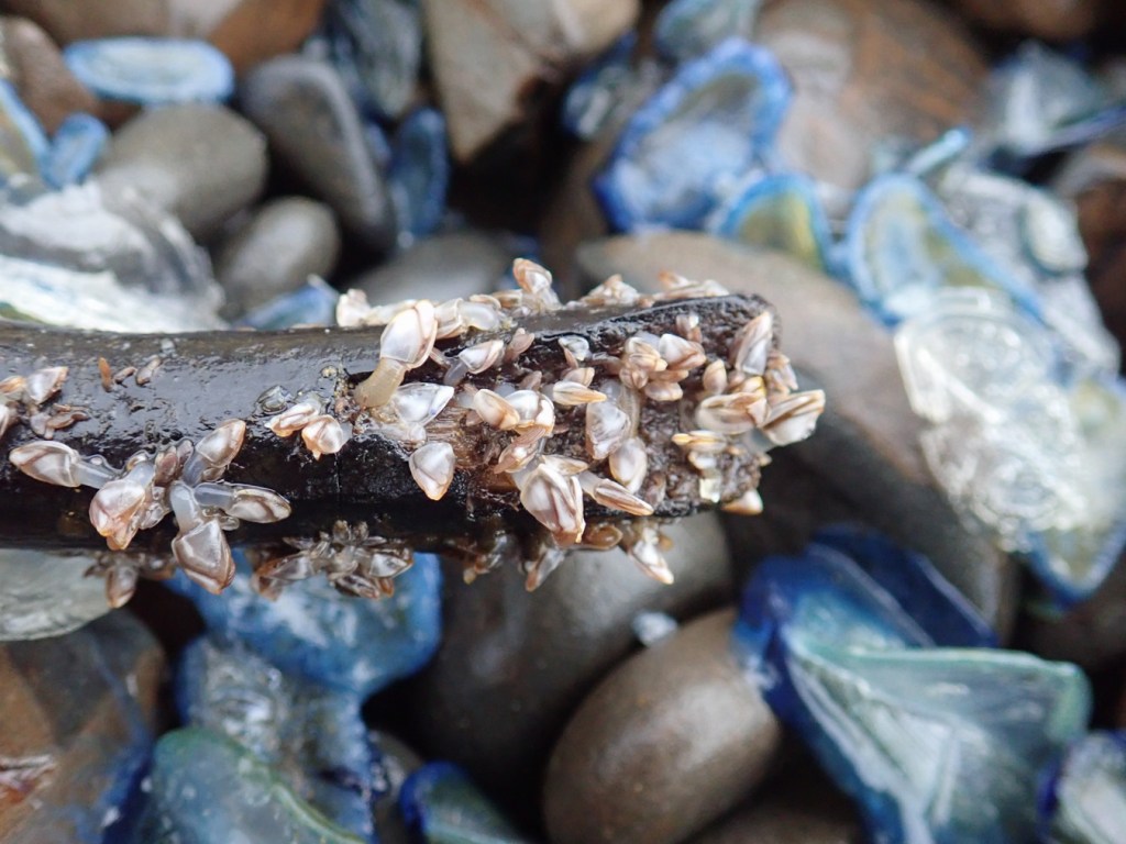 Several small goose barnacles Lepas attached to a small beach of driftwood (looks like a branch from a forest tree.) Cobbles and Velella in the background. 