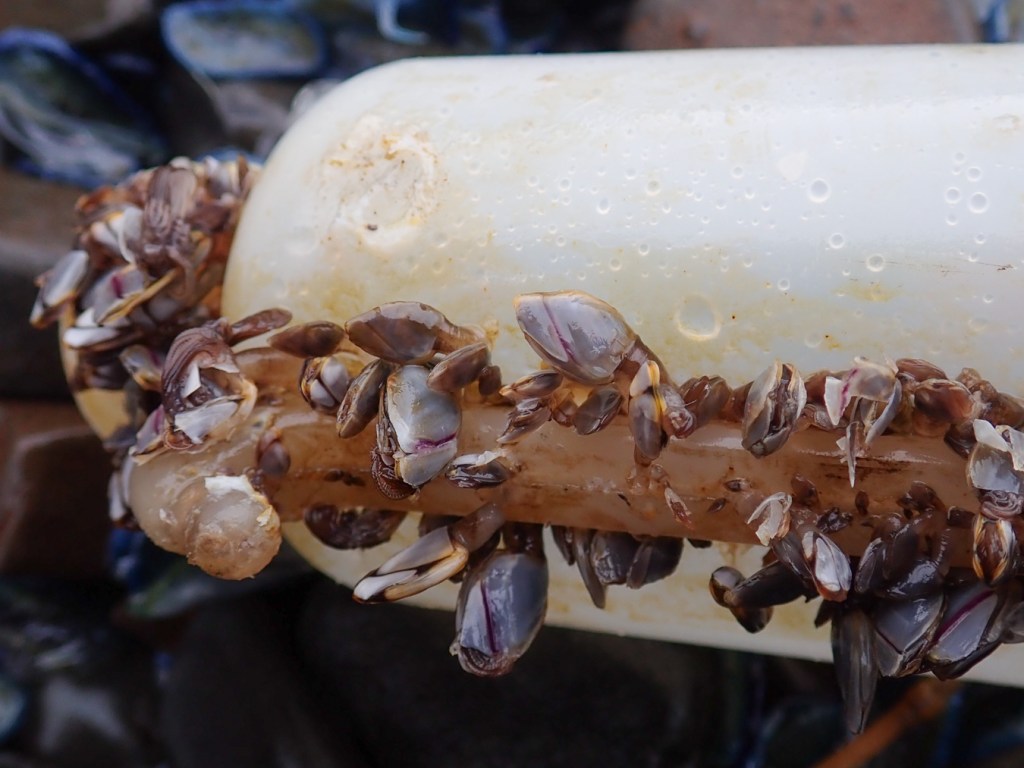 Pelagic gooseneck barnacles Lepas attached to the squirt and lid of a plastic lab wash bottle.