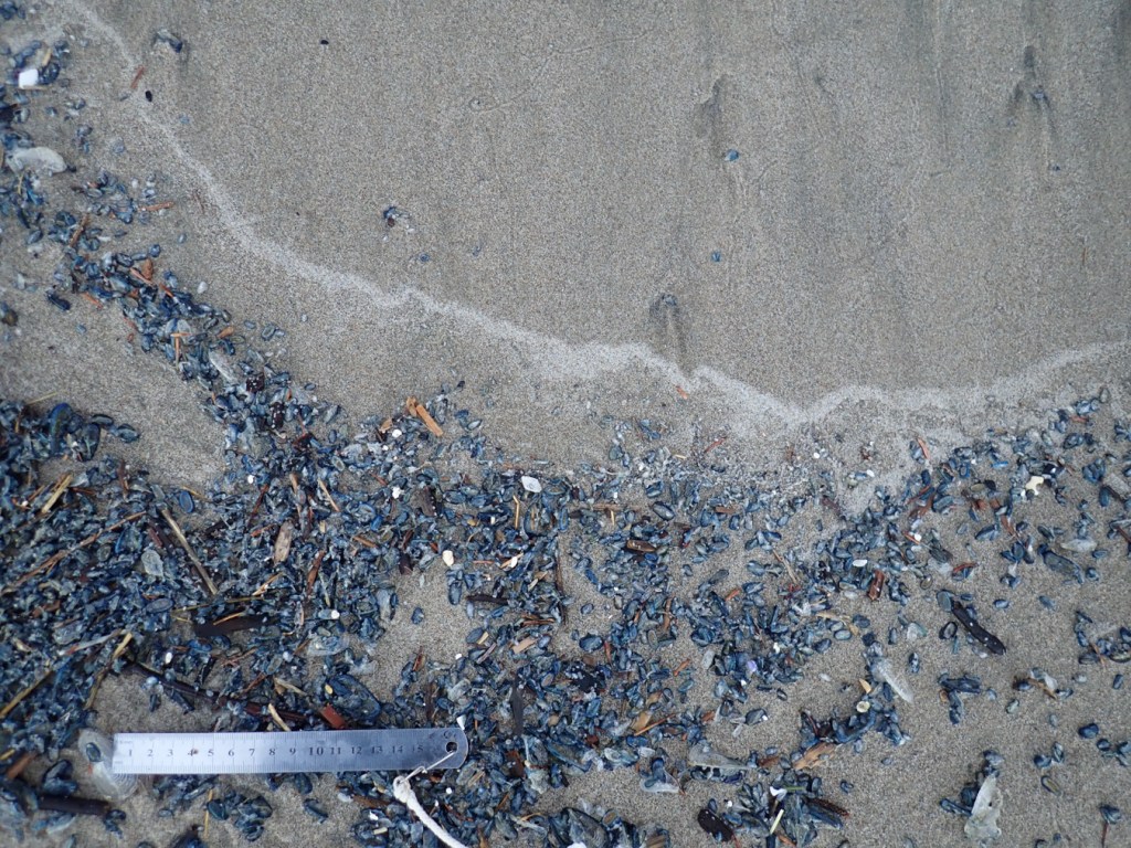 A little less than a meter's worth of fairly densely-packed stranded Velella velella on damp beach sand.