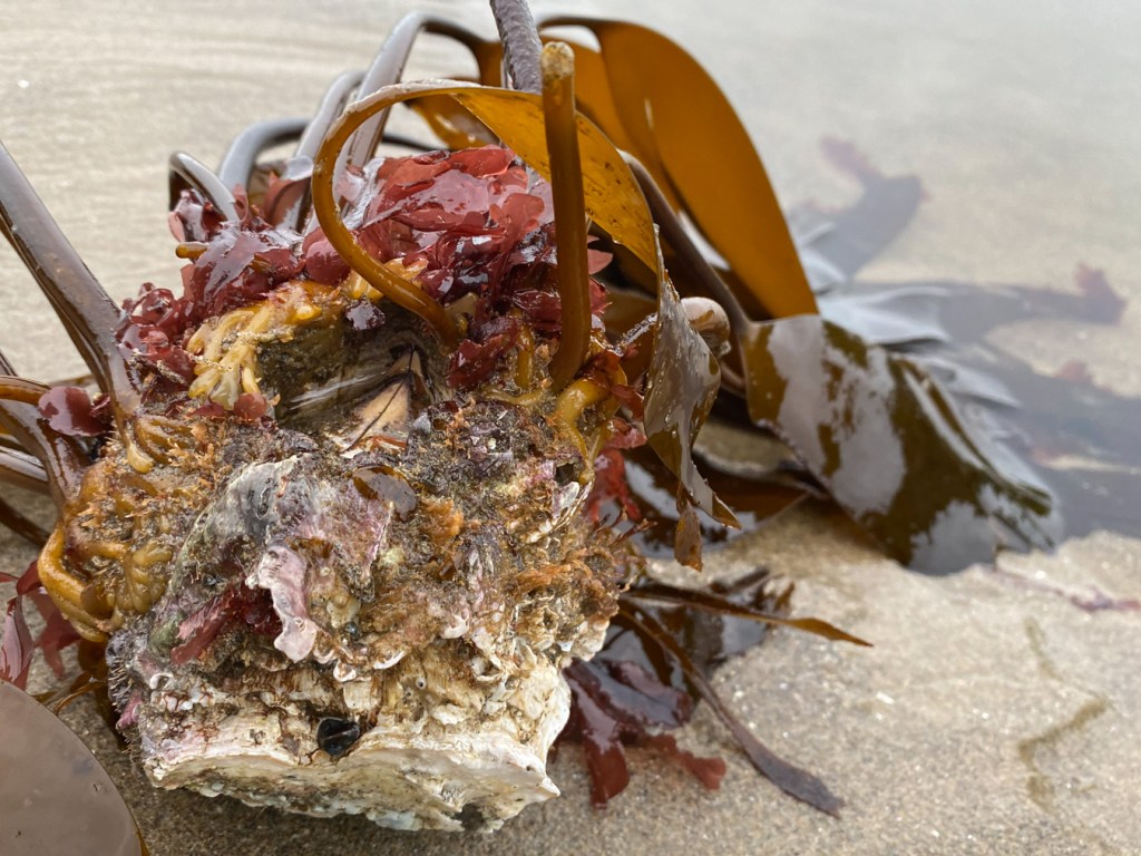 Several kelp holdfasts and and several giant barnacle shells rest in an attached mass on wet sand.