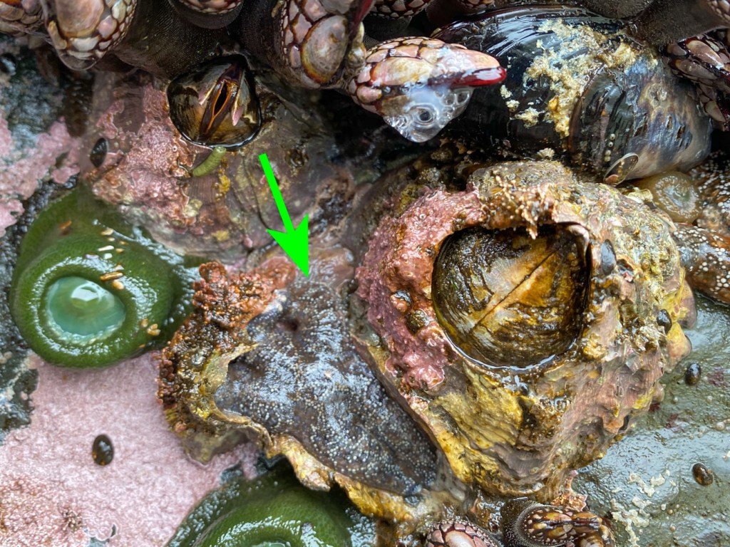 Two large giant barnacles and a starfish occupying the space in the base of a broken giant barnacle shell. 