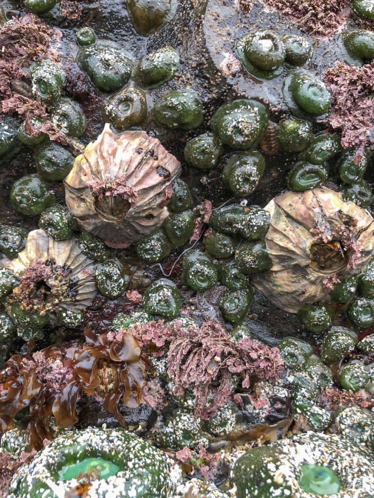 A low intertidal scene featuring three nicely-sculpted giant barnacles on a vertical rock wall with giant green anemones, corallines, and a patch of red blades.