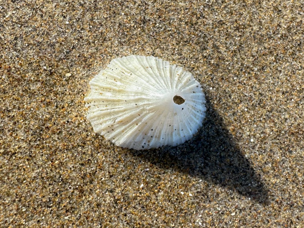 Closeup of an empty many ribbed puncturella Puncturella multistriata shell resting upright on the sand while casting a shadow.
