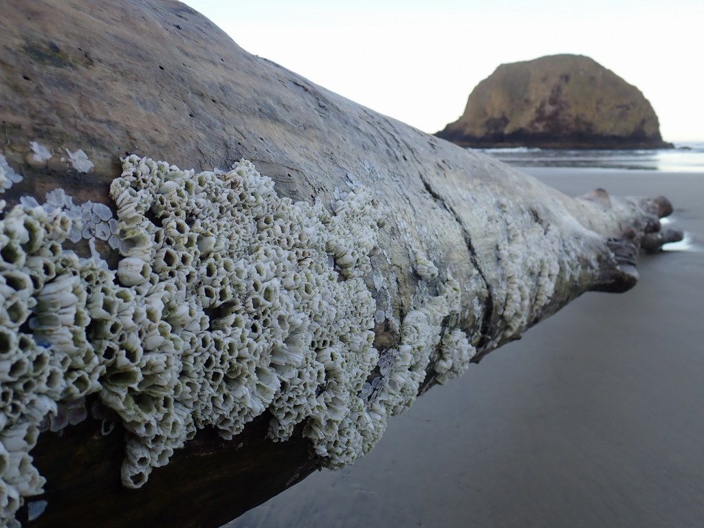 A barnacle encrusted drift log rests on the sand. Sea stack and surf zone in the background. Sky is aglare.