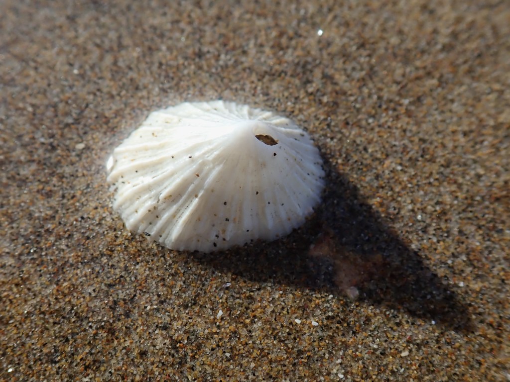 Closeup on an empty Puncturella shell resting on wet sand.