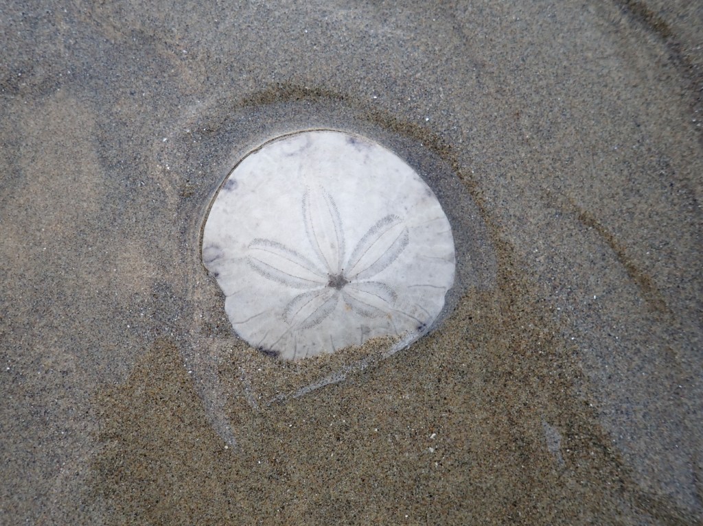 A bleached sand dollar shell (whole) rested on wet sand.