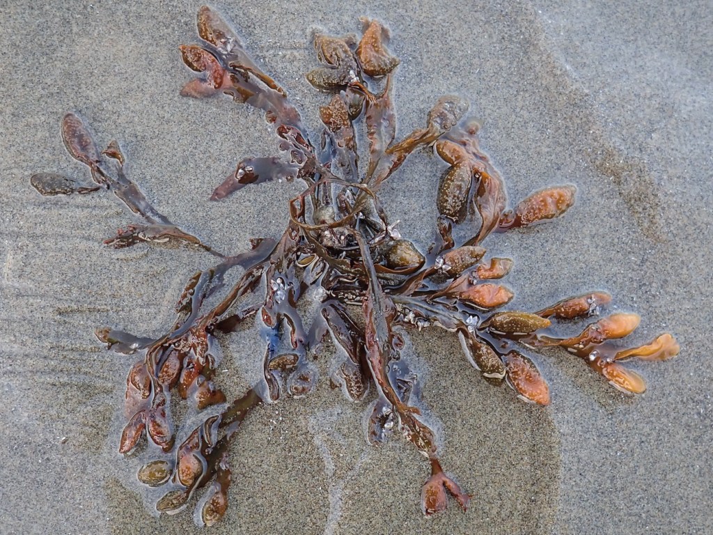 Closeup of a small clump of drift Fucus resting on the sand.