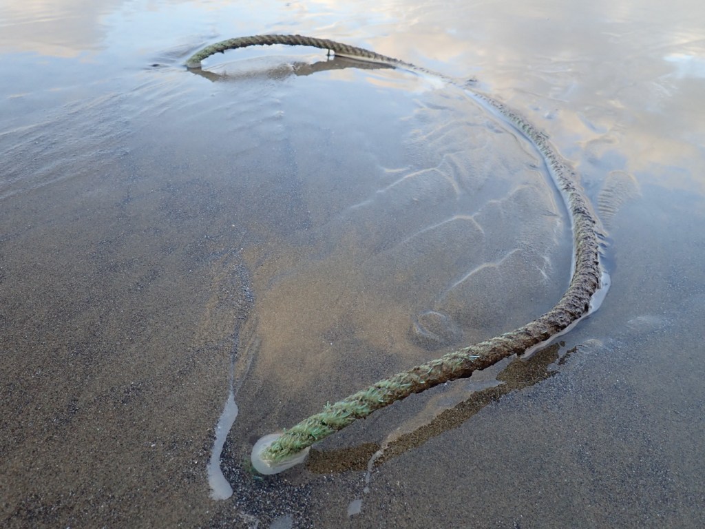 Lost commercial fishing or crabbing line partially buried in wet sand. Clouds and sky reflected in the sheen.