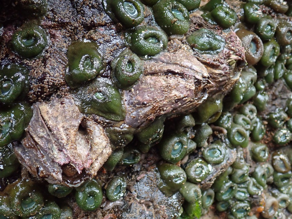Closeup on three giant barnacles on a vertical wall mostly covered in giant green anemones.