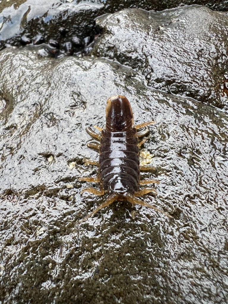 A Pentidotea wosnesenskii-like isopod exposed on a wet bare rock.
