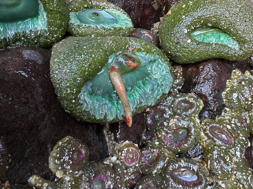 A peanut worm disappearing inside a giant green anemone.