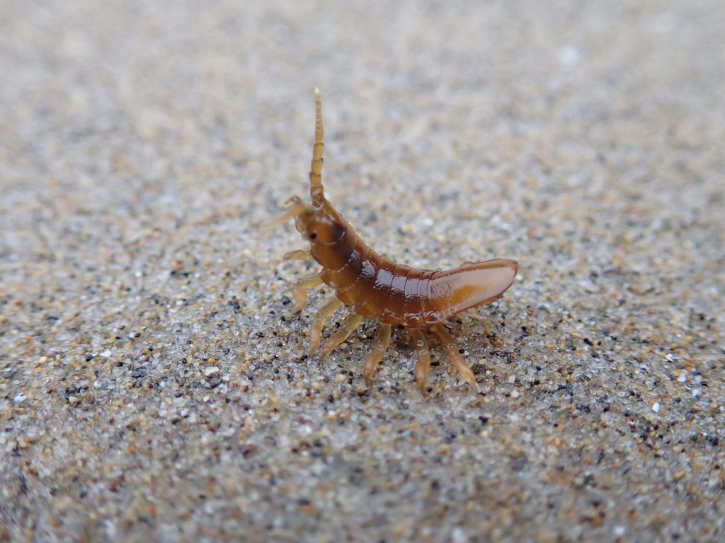 A Pentidotea wosnesenskii-like isopod on sand rears it's head in apparent defensive posture.