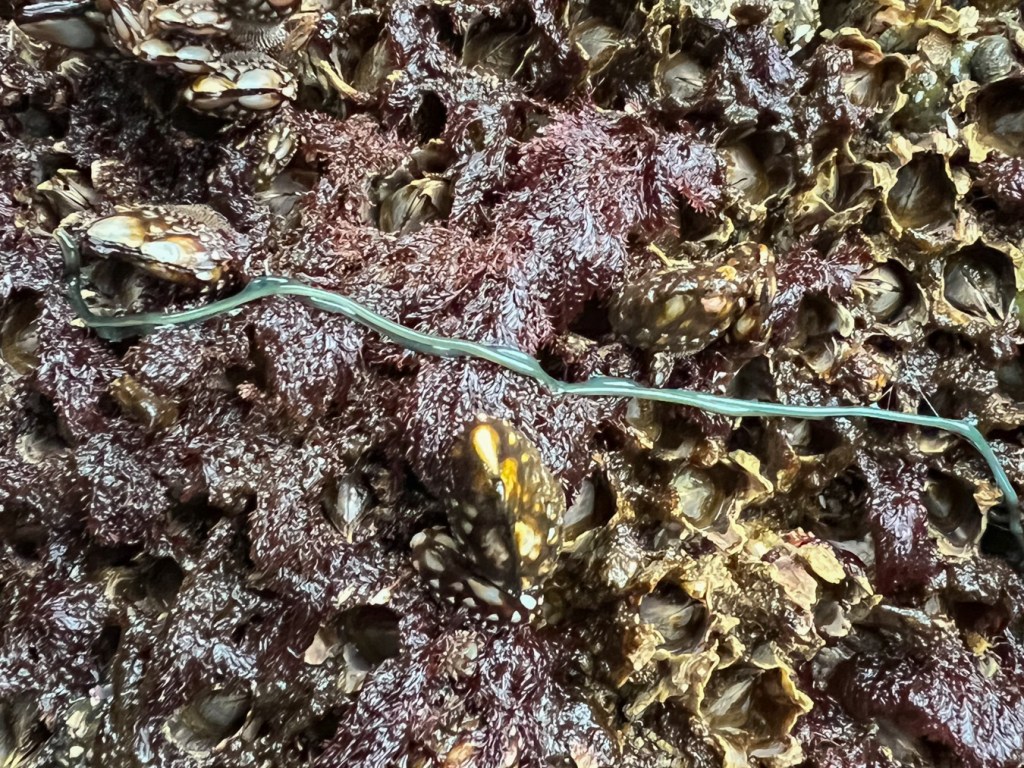 Two green-colored ribbon worms, possibly Emplectonema viride, stretching over a barnacle-and-Savoiea- encrusted surface.