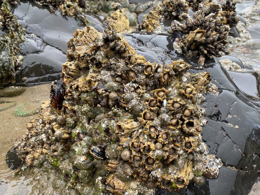 A crowd of thatched barnacles Semibalanus cariosus, anemones, and a few mussels and snails also appear in the crowd.