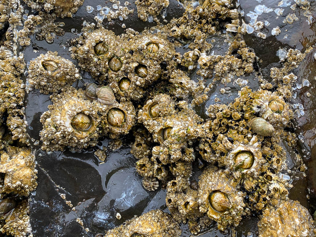Kind of a closeup on several family large thatched barnacles Semibalanus cariosus whose wall plates are densely occupied by various sizes of acorn barnacles Balanus glandula.