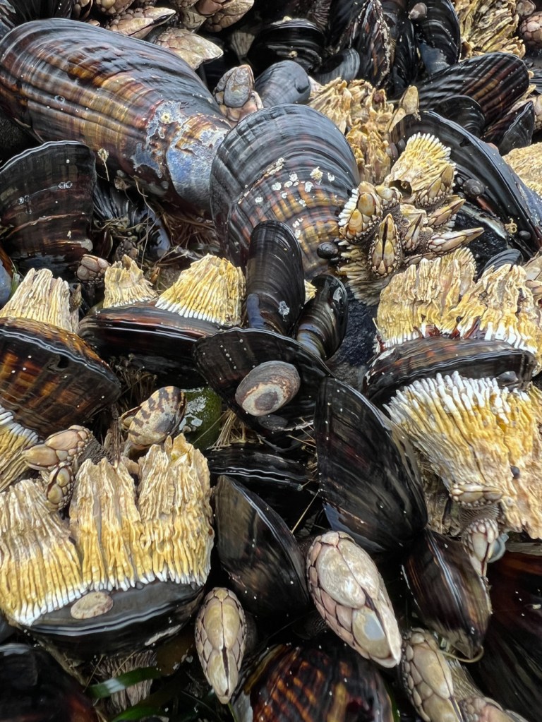 Intimate view of a few thatched barnacles Semibalanus cariosus, showing off the thatched look of uneroded shells. California mussels Mytilus californianus and gooseneck barnacles Pollicipes polymerus, and a few limpets share the scene.