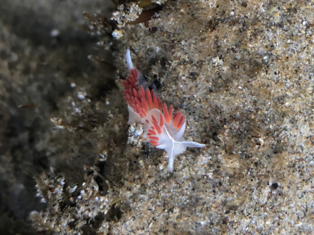 Nudibranch in a shallow tidepool